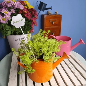 Garden watering can wholesale custom small mini cute tin galvanized watering can flowerpot planter